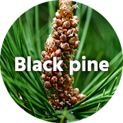 Black pine