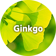 Ginkgo