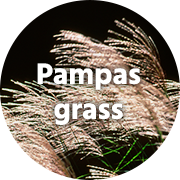 Pampas grass